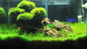 custom aquarium ornaments