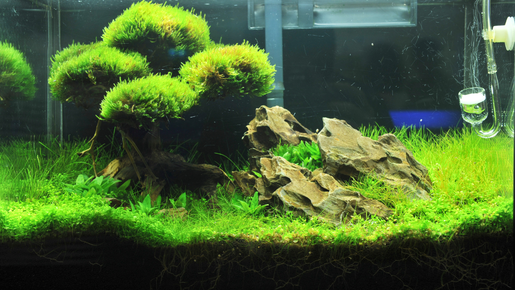 Custom Aquarium Ornaments: Enhance Your Tank's Beauty 1 custom aquarium ornaments