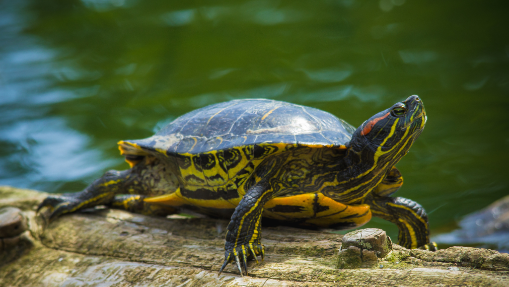 DIY Turtle Pond