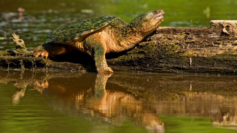 diy turtle pond