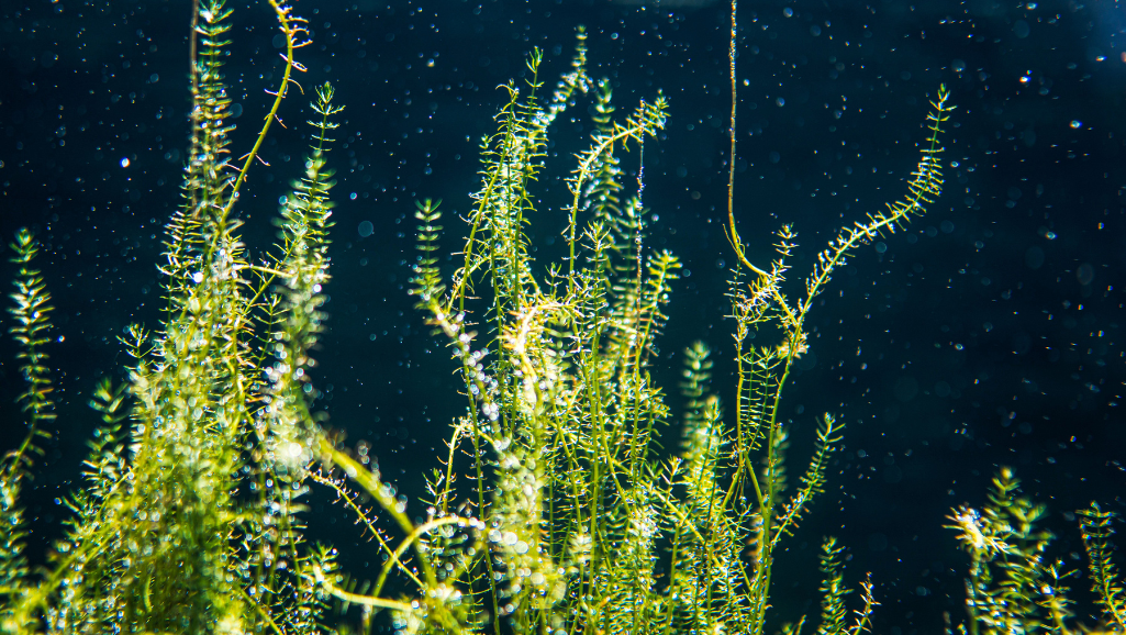 dosing instructions for aquatic plants