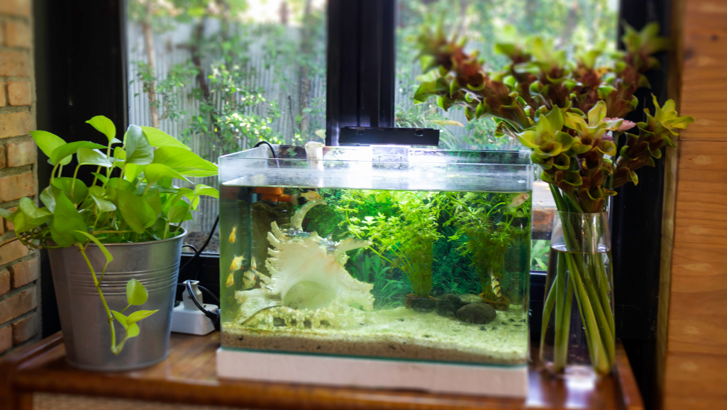 custom aquarium care