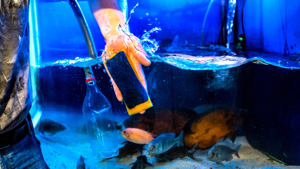 fish acclimation process