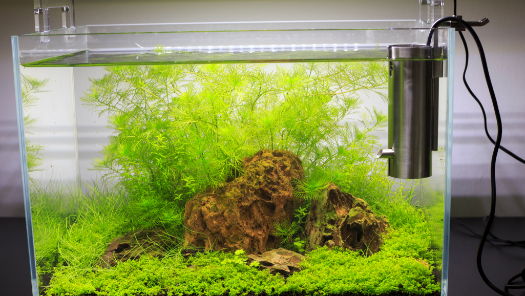 freshwater planted aquarium compatibility