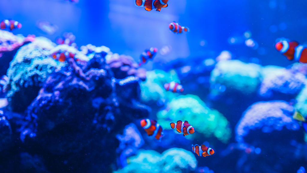 healthy aquatic ecosystem