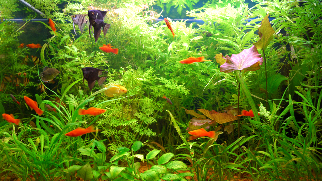A glass aquarium and an acrylic aquarium side by side, illuminated by soft, diffused lighting. The glass tank has a classic, transparent look, with sharp edges and a sturdy, durable frame. The acrylic tank, in contrast, has a slight ripple effect, giving it a more organic, fluid appearance. Both tanks are filled with lush, green aquatic plants, creating a serene underwater scene. The background is a muted, neutral tone, allowing the tanks to be the focal point. The image captures the distinct characteristics of glass and acrylic, highlighting their differences in terms of longevity, durability, and visual appeal.
