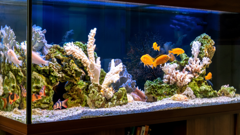 How Long Does a 5 Gallon Aquarium Last? | Complete Guide 1 how long does a 5 gallon aquarium last