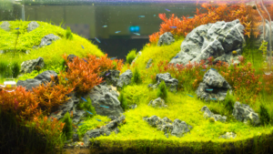 how to clean fish tank stones