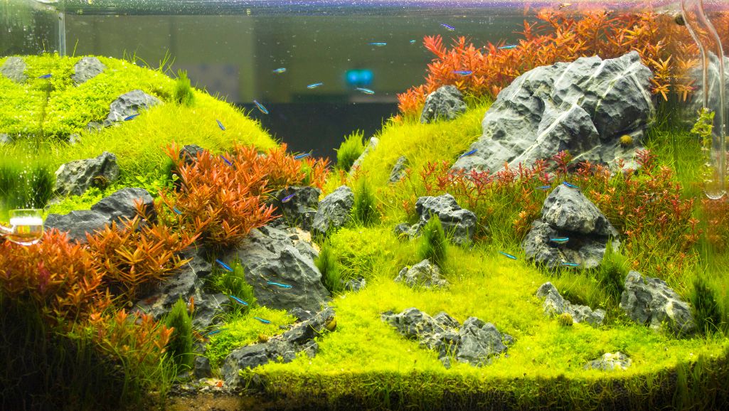 How to Clean Fish Tank Stones: A Step-by-Step Guide 1 how to clean fish tank stones