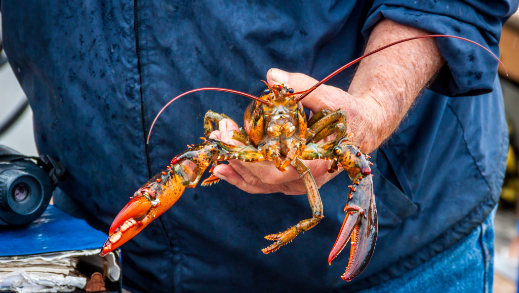 How to Ship Fish: A Step-by-Step Guide 1 how to ship fish