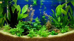 liquid fertilizer for aquarium plants
