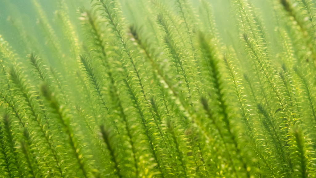lush underwater garden
