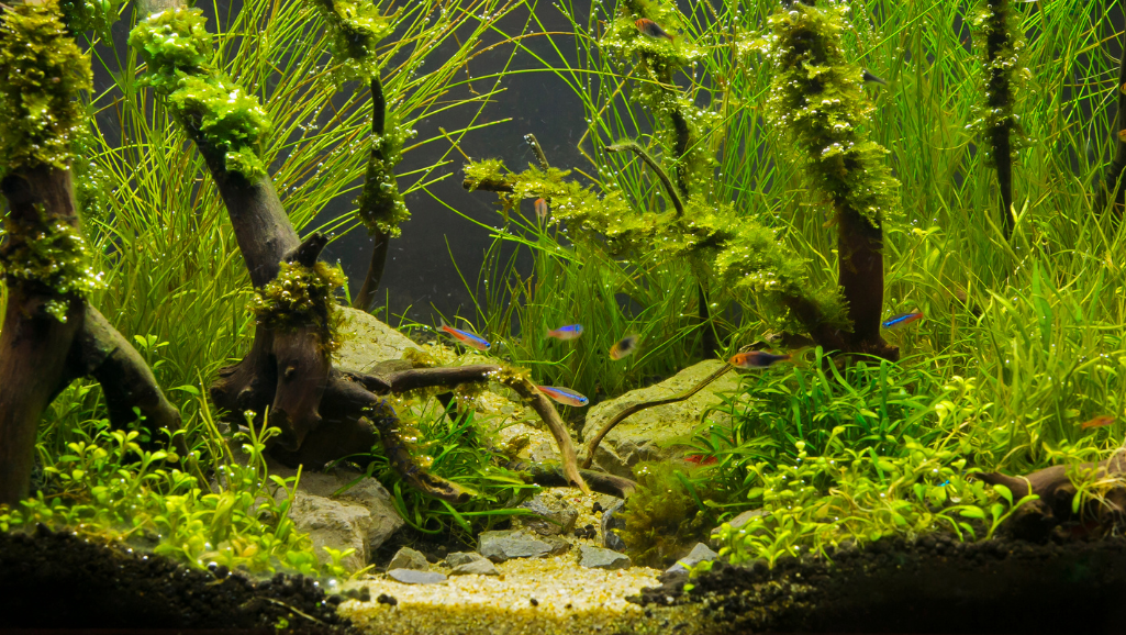 nutrient composition for aquatic plants
