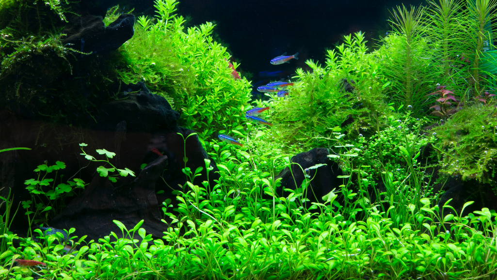 nutrient system for aquatic plants
