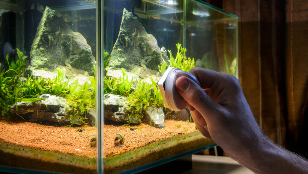 prevent algae growth in aquarium