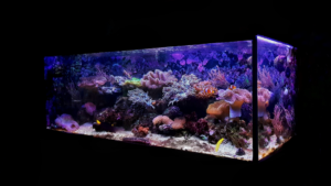 custom fish tank decorations