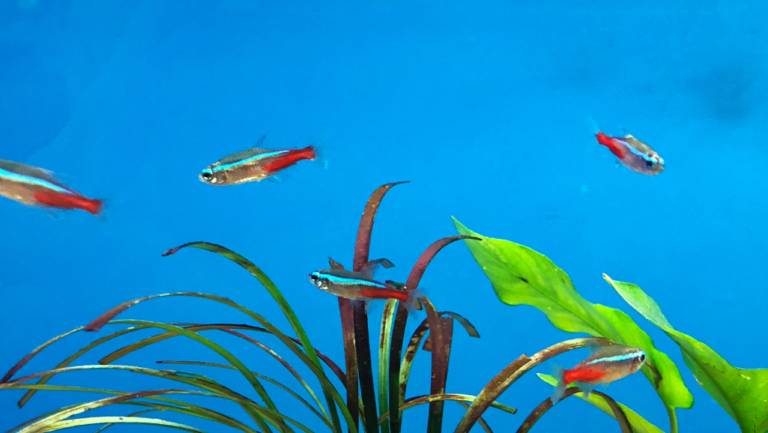 The Best Starter Aquarium Fish for Beginners 1 best starter aquarium fish