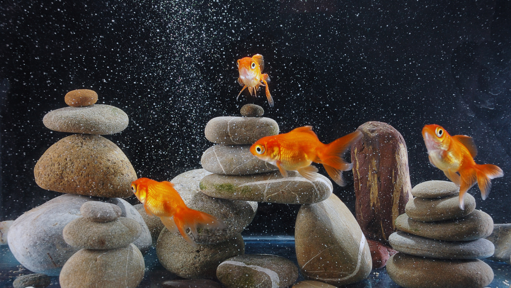 goldfish tank