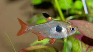 lambchop rasbora