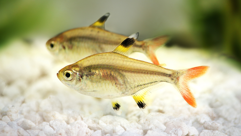 Silvertip Tetra