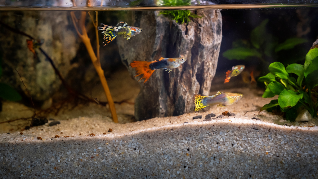 A well-organized collection of specialized aquascaping tools for advanced aquarium maintenance, meticulously arranged on a clean, minimalist wooden surface. A wide variety of high-quality stainless steel and glass implements, including precision trimmers, long-reach aquarium tweezers, magnetic algae scrapers, and a professional-grade aquarium vacuum. Soft, directional lighting casts dramatic shadows, highlighting the intricate details and textures of each tool. The scene conveys a sense of order, functionality, and the dedication required for maintaining a stunning, thriving aquatic ecosystem.
