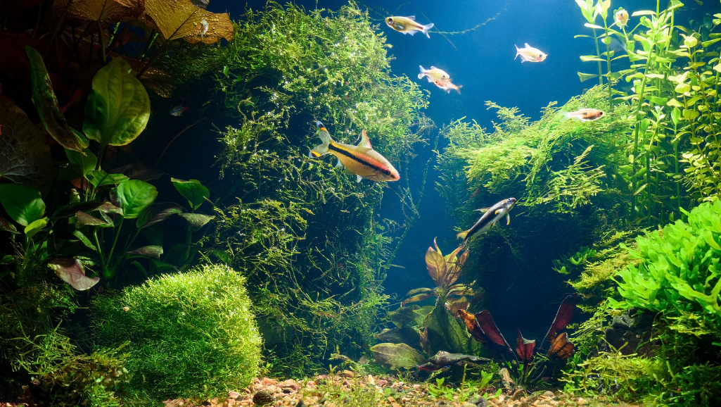 Vibrant GloFish tetras swimming gracefully in a lush underwater environment. Foreground features a school of glowing, neon-colored fish with striking patterns, their fins and tails fluttering. Middle ground showcases a dense arrangement of aquatic plants, in shades of green and fuchsia, creating a sense of depth. Background depicts a dimly lit aquarium, with soft, diffused lighting illuminating the scene from behind, casting a warm, ethereal glow. The overall composition conveys a serene, captivating atmosphere, suitable for displaying alongside an article on keeping GloFish tetras with angelfish.