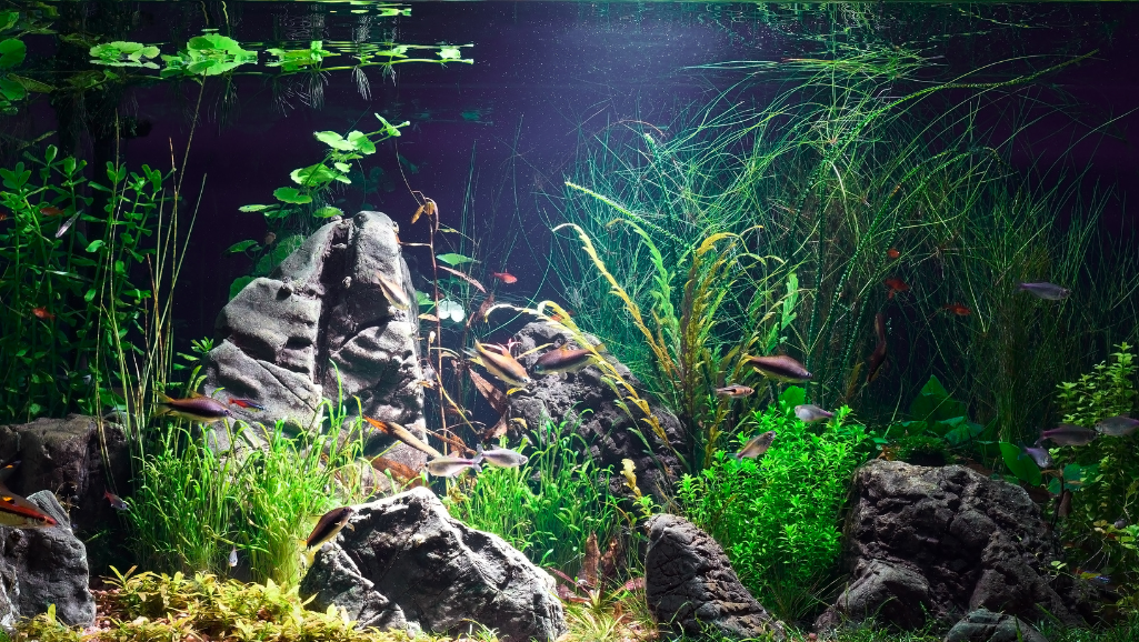 A serene, high-resolution image of Amazon frogbit (Limnobium laevigatum), a delicate floating aquatic plant with small, round green leaves and delicate root systems. The plant is suspended gracefully on the surface of a dimly lit, tranquil freshwater aquarium, creating a lush, naturalistic environment. The lighting is soft and diffused, casting gentle shadows and highlights on the leaves. The camera angle is slightly elevated, capturing the plant's intricate details and the calming reflection on the water's surface. The overall mood is one of tranquility and natural beauty, evoking a sense of peaceful refuge for a confident, nest-building betta fish.