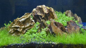 A close-up, high-resolution photograph of a rhizome-based aquarium plant arrangement, featuring a lush clump of Anubias and Java Fern. The plants are positioned in the foreground, with their intricate root systems and textured leaves prominently displayed. The lighting is soft and diffused, creating a warm, natural atmosphere. The background is slightly blurred, allowing the plants to take center stage. The composition emphasizes the plants' sturdy, attachment-friendly rhizomes, showcasing their adaptability and suitability for a Betta fish's aquarium.