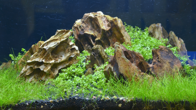 planting potted aquarium plants