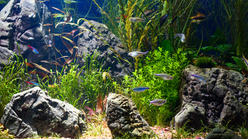 A lush, vibrant underwater scene featuring a striking stem plant as the centerpiece. The plant's slender, sinuous stems rise gracefully from the gravel substrate, adorned with delicate, lush foliage that sways gently in the current. Warm, diffused lighting filters through the water, casting a serene, almost ethereal glow upon the scene. The middle ground is filled with delicate, wispy aquatic plants that complement the focal stem plant, creating a sense of depth and layering. In the background, a softly blurred expanse of water recedes into the distance, hinting at the larger aquatic environment. The overall composition conveys a tranquil, mesmerizing atmosphere, perfectly suited to highlight the captivating motion and nutrient-rich qualities of the stem plant.