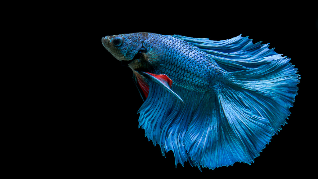 betta fish natural decor