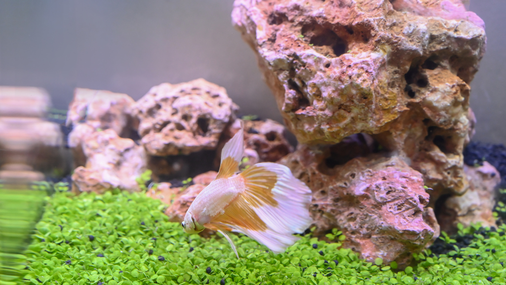 betta fish tank setup
