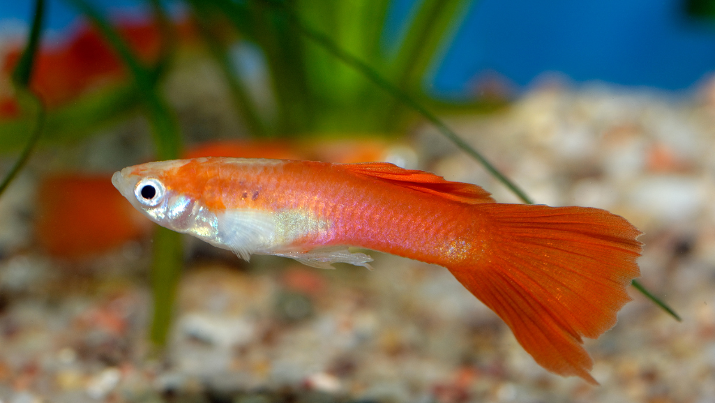 A vibrant, exotic centerpiece rainbowfish suspended in a serene, lush underwater scene. Dramatic, flowing fins dance with mesmerizing grace, shimmering with a kaleidoscope of iridescent hues - blues, greens, reds, and golds. The fish's lithe form is captured in sharp focus, backlit by a soft, diffused light that illuminates the intricate details of its scales. Swaying aquatic plants frame the subject, creating depth and a sense of tranquility. The overall composition is balanced, drawing the viewer's eye to the captivating centerpiece, an embodiment of the graceful, colorful wonders of the aquatic world.