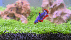 aquarium plants for betta fish