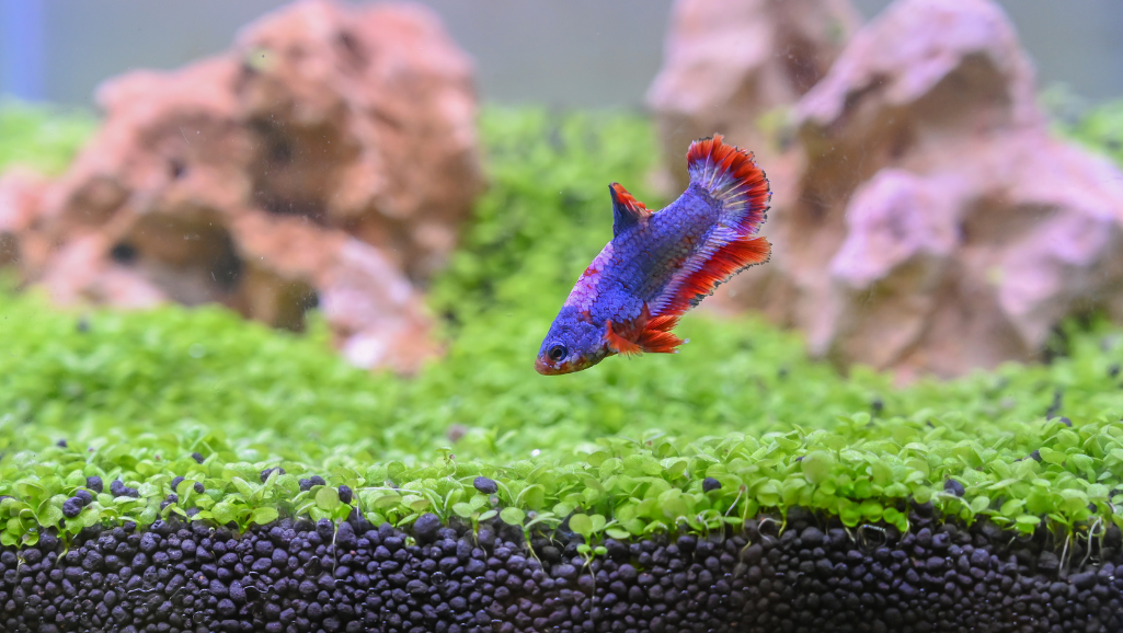 betta care