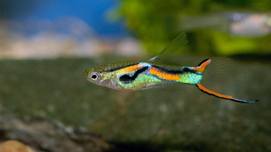 A vibrant, close-up portrait of a guppy, a beloved freshwater fish known for its lively colors and graceful movements. The guppy is depicted against a softly blurred, natural aquarium backdrop, with lush green plants and a touch of gentle, warm lighting that highlights the fish's iridescent scales. The guppy's fins are spread in a dynamic pose, showcasing its delicate and elegant form. The image conveys the guppy's beauty, hardiness, and suitability as an ideal choice for beginner aquarium enthusiasts and busy individuals seeking a low-maintenance, yet captivating freshwater companion.