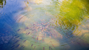 how to make a pond swimmable