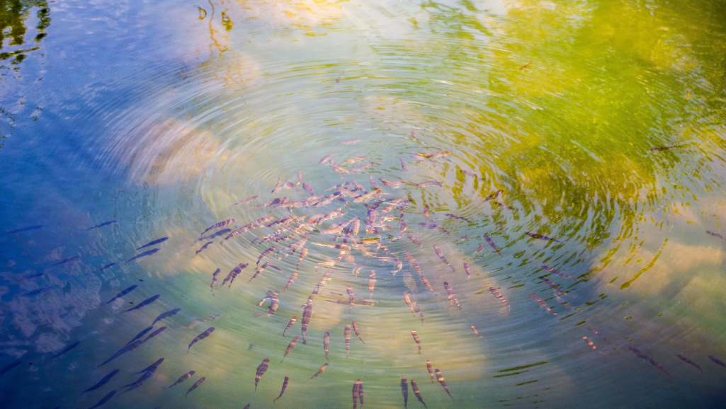 how to make a pond swimmable