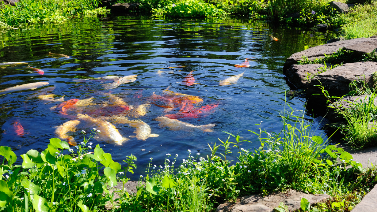 A pristine freshwater pond in a lush, verdant setting. The water gleams with a crystal-clear transparency, revealing the smooth pebbles and vibrant aquatic plants below the surface. Sunlight dances across the gently rippling waves, casting shimmering reflections. The pond's edges are lined with soft, verdant grass and surrounded by towering trees, creating a serene, natural atmosphere. The overall scene conveys a sense of tranquility and invites the viewer to imagine safely swimming in the clean, inviting waters.