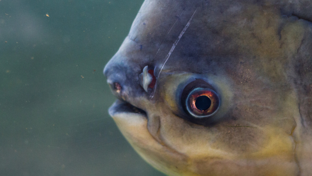 A close-up view of a pacu fish's mouth, revealing its distinctive human-like teeth. The teeth are prominently displayed, showcasing their unusual shape and size in striking detail. The image is captured with a macro lens, highlighting the textural nuances and the shiny, enameled surface of the teeth. The lighting is soft and diffused, creating a natural and lifelike appearance. The background is blurred, keeping the focus solely on the captivating dental features that are the defining characteristic of this freshwater creature.