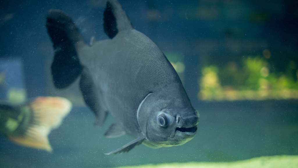 A large, vibrant pacu fish swimming gracefully in a lush, tropical freshwater environment. The fish's rounded body is covered in iridescent scales that shimmer in the dappled sunlight filtering through the verdant foliage. Its powerful fins propel it effortlessly through the crystal-clear water, showcasing its impressive size and natural majesty. The scene is captured with a wide-angle lens, emphasizing the pacu's impressive scale and the rich, immersive aquatic habitat. Soft, warm lighting creates a serene, tranquil atmosphere, inviting the viewer to marvel at the captivating details and natural beauty of this remarkable freshwater creature.