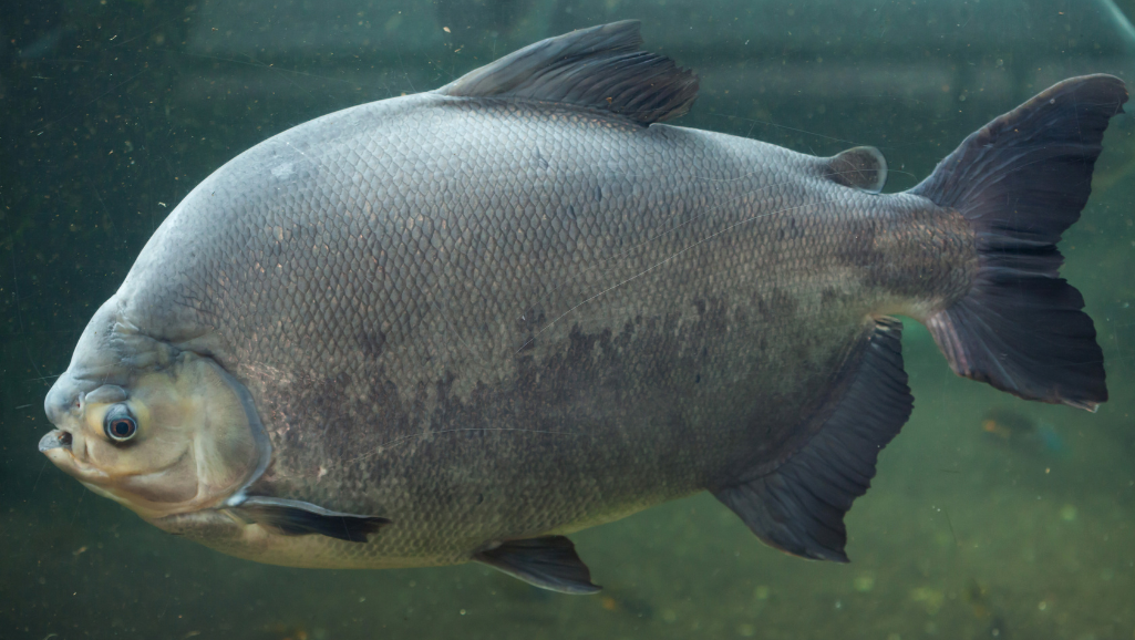 A closeup image of a pacu fish, swimming in a river or lake, surrounded by various nuts, seeds, and other plant-based food sources that make up its diverse diet. The fish is depicted in sharp focus, its round body and distinctive teeth visible, with a lush, naturalistic background featuring submerged logs, aquatic vegetation, and dappled sunlight filtering through the water. The overall scene conveys the pacu's role as an opportunistic omnivore, feeding on a range of plant and animal matter in its freshwater habitat. The lighting is realistic, with warm tones and soft shadows, and the camera angle is positioned slightly below the water's surface to capture the pacu's underwater environment.
