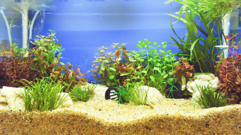 Aquascape Aquarium Kit: Bring Nature Indoors 1 aquascape aquarium kit