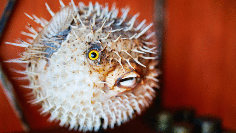 Mbu Puffer