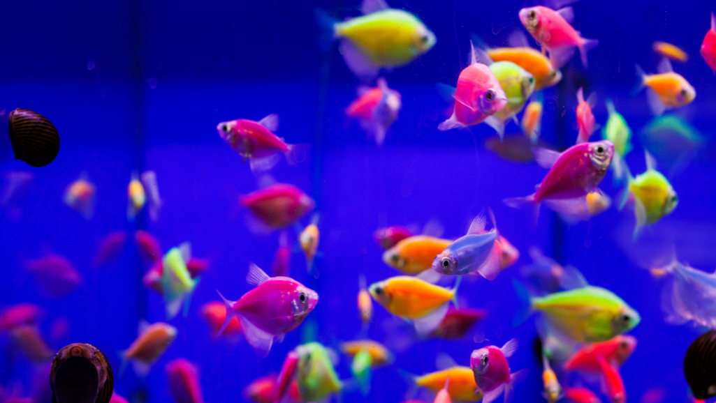 High-resolution digital illustration of an aquarium background, featuring a variety of colorful and diverse underwater plant life. The foreground showcases vibrant enamel-like corals, sea anemones, and kelp in various shades of green, purple, and red. The middle ground includes a school of tropical fish, such as clownfish and angelfish, swimming gracefully against a backdrop of reversible patterns and textures. The background depicts a serene, deep-blue ocean environment with shimmering light rays cascading through the water, creating a peaceful and calming atmosphere. The overall composition conveys a captivating and visually striking aquarium setting suitable for home décor.