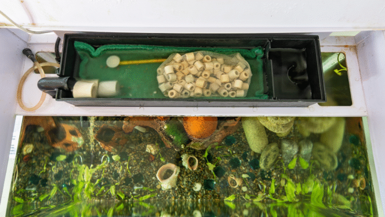 Top Aquarium Filter Picks for Cleaner Water 1 aquarium filter