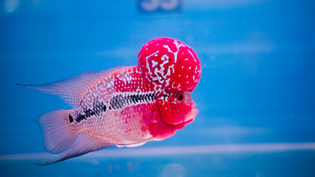 A captivating underwater scene showcasing the dynamic behavior of a Red Devil Cichlid. In the foreground, the vibrant fish darts through the water, its fins flaring and its piercing eyes scanning its territory. The mid-ground features a lush, aquatic plant life, casting soft, dappled light on the fish's brilliant crimson hues. In the background, a subtle rock formation creates a sense of depth and dimension, while the water shimmers with a cool, reflective quality. The overall composition conveys the power, grace, and territorial nature of this unique species, inviting the viewer to witness its captivating aquatic dance.