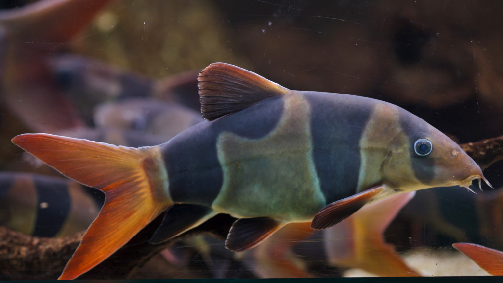 A closeup view of several clown loaches (Chromobotia macracanthus) swimming in a lush, planted freshwater aquarium. The loaches display their vibrant orange and black striped patterns as they gracefully navigate the aquatic vegetation. The lighting is soft and natural, creating a serene, underwater atmosphere. The camera angle is at eye level, capturing the loaches' curious expressions and playful interactions. The background is blurred, allowing the viewer to focus on the mesmerizing details and behavior of these colorful, freshwater fish.