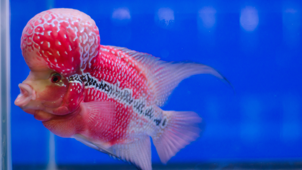 A crystal-clear aquarium filled with lush aquatic plants and pristine water, bathed in soft, natural lighting. In the foreground, a digital water quality test display shows ideal pH, temperature, and dissolved oxygen levels. In the middle ground, a healthy Red Devil Cichlid gracefully swims, its vibrant colors and fins on full display. The background features a serene underwater landscape with a gentle current, showcasing the perfect habitat for this captivating fish species. The overall scene conveys a sense of tranquility and the importance of maintaining optimal water conditions for the well-being and breeding success of the Red Devil Cichlid.