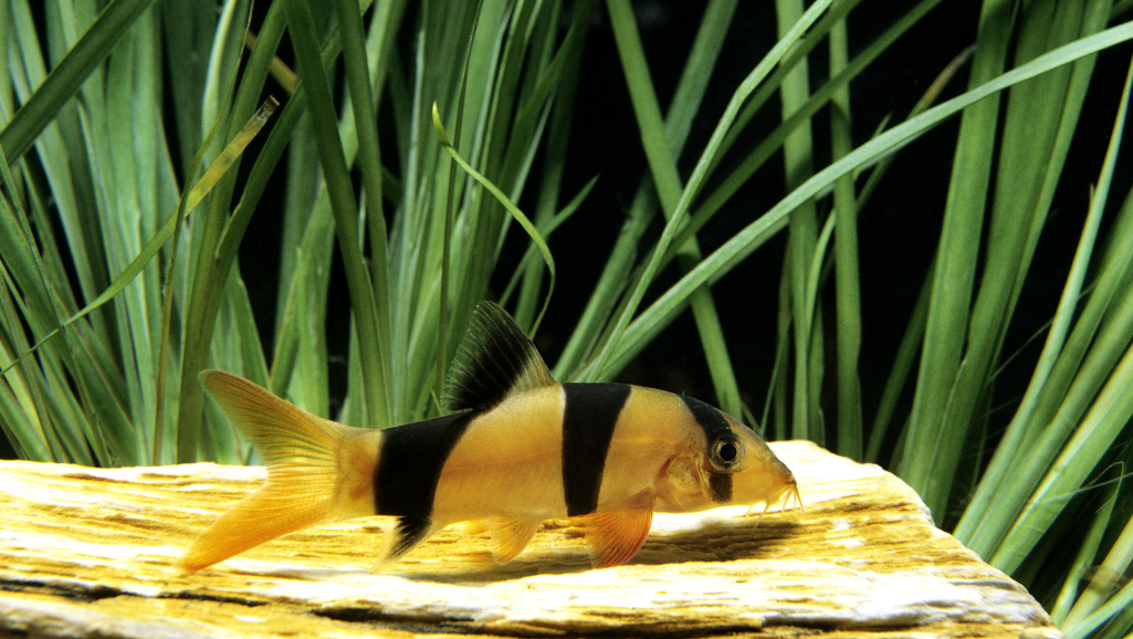 A spacious freshwater aquarium with lush planted environment, soft diffused lighting, and a well-designed filtration system. In the foreground, a vibrant school of colorful clown loaches gracefully swimming amidst driftwood, rocks, and aquatic plants. The middle ground showcases strategically placed hiding spots, such as caves and overhanging vegetation, to provide the loaches with a sense of security. The background features a tranquil, natural-looking landscape with a calm water surface and subtle reflections, creating a serene, inviting atmosphere for the thriving clown loach community.